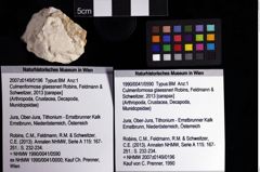 Foto (Objket + Etiketten) von Culmenformosa glaessneri (Robins, Feldmann & Schweitzer, 2013) 